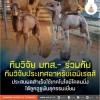 ทีมวิจัย มทส.- ร่วมกับทีมวิจัยประเทศอาหรับเอมิเรตส์  ประสบผลสำเร็จใช้เทคโนโลยีโคลนนิ่ง ได้ลูกอูฐพันธุกรรมเยี่ยม