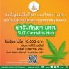 ขอเชิญชวน นักศึกษา และศิษย์เก่า มทส. ส่งผลงานเข้าร่วมการประกวดออกแบบ ตราสัญลักษณ์ (logo) ฟาร์มกัญชา มทส. (SUT Cannabis Hub)